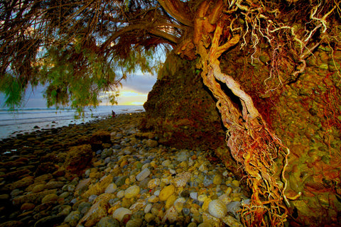 Roots, PB Point